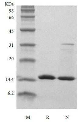 SDS-Page: Recombinant Human FABP3/H-FABP Protein [NBP3-07107] - Western blot under reducing and non-reducing conditions